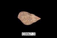 藏品(大雉螺)的圖片